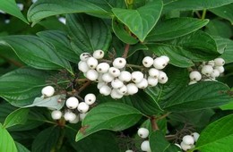 Свидина белая